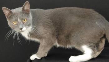 Stars -  Domestic Short Hair Cat for Adoption in Newland, North Carolina - Stars | PetCurious