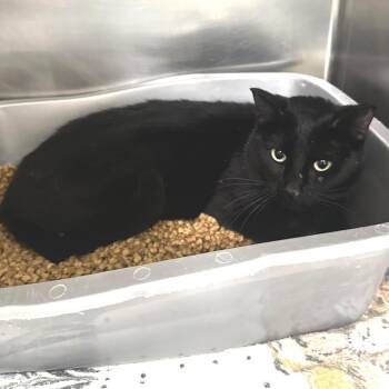 Domestic Short Hair Cats Available for Adoption in Warrensburg, Missouri - Marjorie | PetCurious