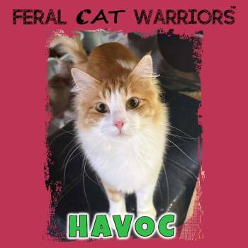Domestic Long Hair Cats Available for Adoption - Havoc | PetCurious