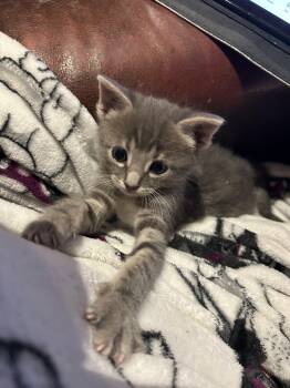Benny -  Domestic Short Hair Cat for Adoption in Lakewood, California - Benny | PetCurious