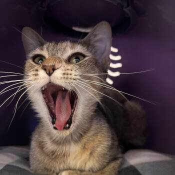 Pippa -  Domestic Short Hair Cat Available for Adoption - Pippa | PetCurious