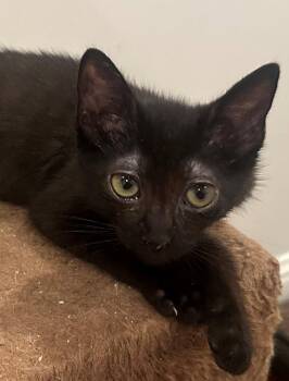 Tiny -  Bombay and Domestic Short Hair Cat for Adoption in Palo Alto, California - Tiny | PetCurious