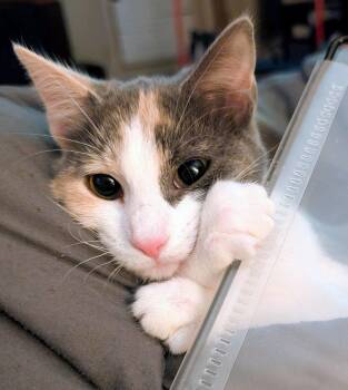 Domestic Short Hair Cats Available for Adoption - Pip | PetCurious