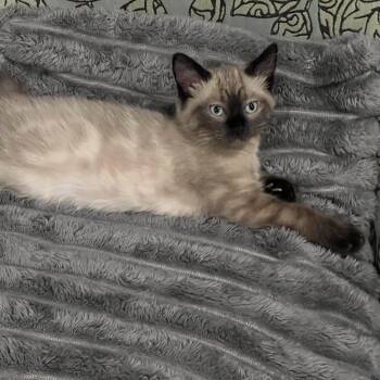 Siamese Cats Available for Adoption in Bentonville, Arkansas - Ophelia | PetCurious