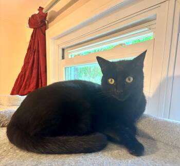 Rescue Domestic Short Hair Cats for Adoption in Crofton, Maryland - Pupil | PetCurious