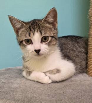 Sammie -  Domestic Short Hair Cat Available for Adoption - Sammie | PetCurious