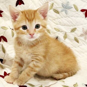 Pinto -  Domestic Short Hair Cat for Adoption in Mt. Juliet, Tennessee - Pinto | PetCurious