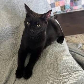 Genres -  Domestic Short Hair Cat for Adoption in Charlottesville, Virginia - Genres | PetCurious