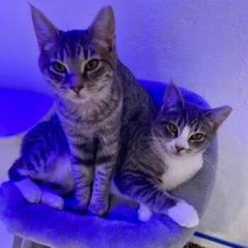 Domestic Short Hair Cats Available for Adoption - Fancy And Sasha  | PetCurious