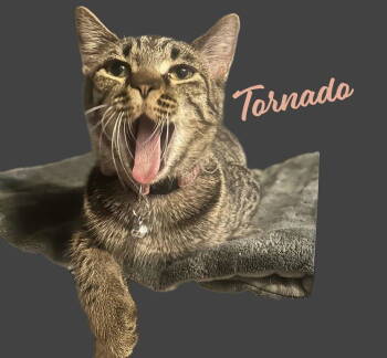 Rescue Tabby and Domestic Short Hair Cats for Adoption in Houston, Texas - Tornado #sister-of-Bolt | PetCurious