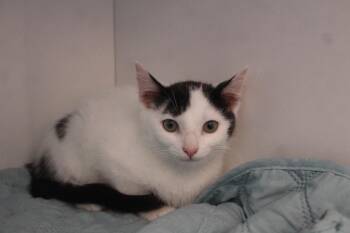 Big Jet -  Domestic Short Hair Cat for Adoption in Chestertown, Maryland - Big Jet | PetCurious