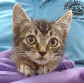Domestic Short Hair Cats Available for Adoption in Doral, Florida - CRASH | PetCurious