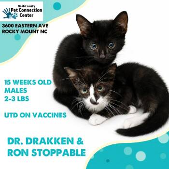 DR. DRAKKEN and RON STOPPABLE  Available NOW - ADOPTION or RESCU -  Domestic Short Hair Cat for Adoption in Nashville, North Carolina - DR. DRAKKEN And RON STOPPABLE  Available NOW - ADOPTION Or RESCU | PetCurious