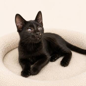 Midnight -  Domestic Short Hair Cat for Adoption in Redwood Falls, Minnesota - Midnight | PetCurious