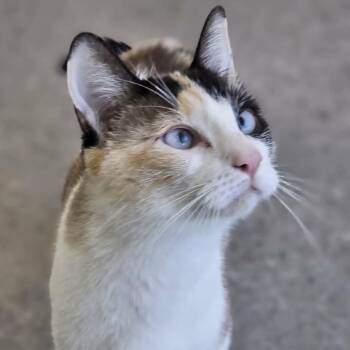 Ramona Forever -  Domestic Short Hair Cat for Adoption in Las Cruces, New Mexico - Ramona Forever | PetCurious