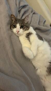 Magnolia Hoshi -  Domestic Short Hair Cat for Adoption in Cincinnati, Ohio - Magnolia Hoshi | PetCurious