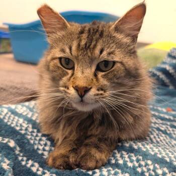 Domestic Medium Hair Cats Available for Adoption - Bruce - City Of Industry Location | PetCurious