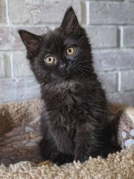 Domestic Long Hair Cats Available for Adoption in Gorham, Maine - Lil Felony Beans | PetCurious