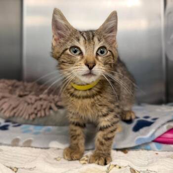 Striker -  Domestic Short Hair Cat for Adoption in Marshall, Virginia - Striker | PetCurious