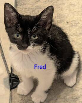 Fred -  Domestic Medium Hair Cat for Adoption in Shrewsbury, Massachusetts - Fred | PetCurious