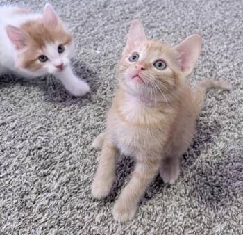 Domestic Medium Hair and Domestic Short Hair Cats Available for Adoption in Fort Worth, Texas - Dobby | PetCurious