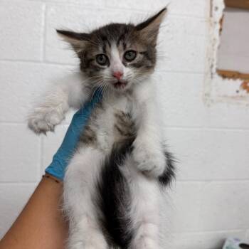 Lolita -  Domestic Medium Hair Cat for Adoption in Edinburg, Texas - Lolita | PetCurious