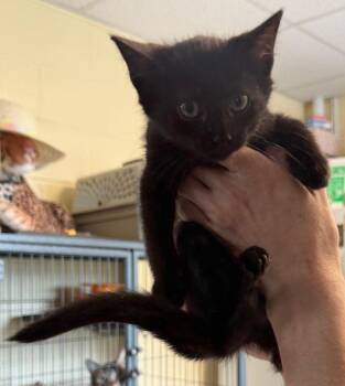 Godivia -  Domestic Short Hair Cat for Adoption in Staley, North Carolina - Godivia | PetCurious