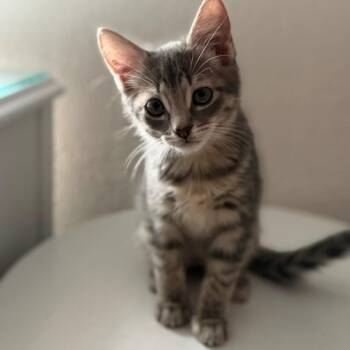 Sailor Vanourek -  Domestic Short Hair and Tabby Cat for Adoption in Morrison, Colorado - Sailor Vanourek | PetCurious