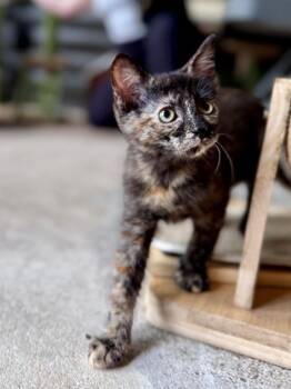 Tortoiseshell and Domestic Short Hair Cats Available for Adoption in Friendswood, Texas - Tippy The Torti | PetCurious