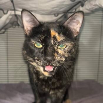 Belle -  Domestic Short Hair Cat for Adoption in Midland, Texas - Belle | PetCurious