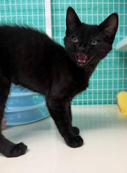 26-17 Quagmire -  Domestic Medium Hair Cat for Adoption in St. Helens, Oregon - 26-17 Quagmire | PetCurious
