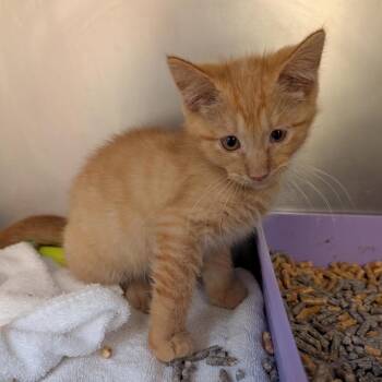 Lorde -  Domestic Short Hair Cat for Adoption in York, Pennsylvania - Lorde | PetCurious