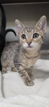 Tessa -  Domestic Short Hair Cat for Adoption in Honolulu, Hawaii - Tessa | PetCurious