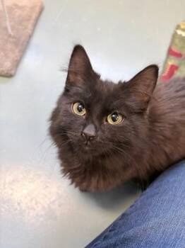 Domestic Short Hair Cats Available for Adoption - Smokey | PetCurious
