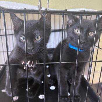 Igor and Zero -  Domestic Short Hair Cat for Adoption in Springfield, Missouri - Igor And Zero | PetCurious