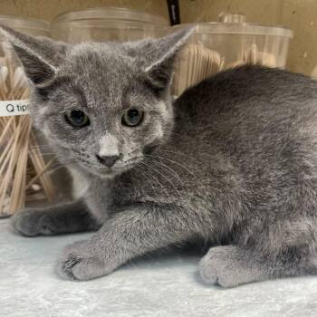 Muenster -  Domestic Short Hair Cat for Adoption in Lewisburg, West Virginia - Muenster | PetCurious