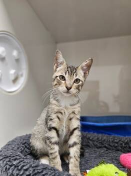 Rescue Domestic Short Hair Cats for Adoption in Corpus Christi, Texas - Winchester | PetCurious