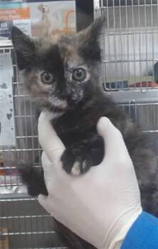 RIPLEY -  Domestic Short Hair Cat for Adoption in Salinas, California - RIPLEY | PetCurious