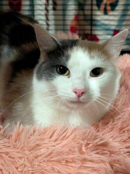 Domestic Short Hair Cats Available for Adoption - Feliz | PetCurious
