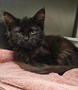 Villanelle -  Domestic Short Hair Cat for Adoption in Athens, Tennessee - Villanelle | PetCurious