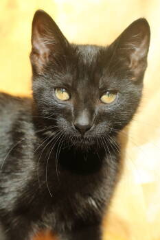 Cats for Adoption - Mezzo | PetCurious