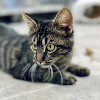 Domestic Medium Hair Cats Available for Adoption in Seguin, Texas - Jasmine | PetCurious