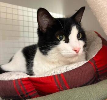 Alfie -  Domestic Short Hair Cat for Adoption in Kansas City, Missouri - Alfie | PetCurious
