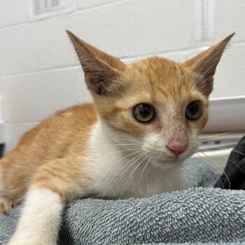 Butter Pecan -  Domestic Short Hair Cat for Adoption in Corpus Christi, Texas - Butter Pecan | PetCurious