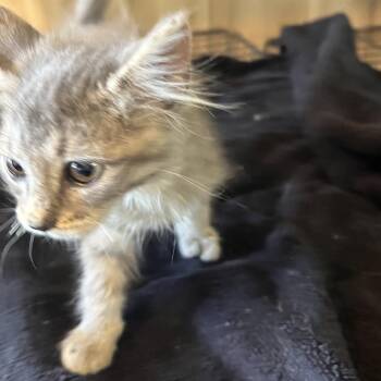 Chonkers -  Domestic Short Hair Cat for Adoption in Pittsburg, Kansas - Chonkers | PetCurious