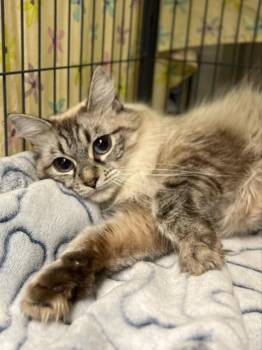 Dolly Purrton -  Domestic Long Hair Cat for Adoption in Hamilton, Ohio - Dolly Purrton | PetCurious