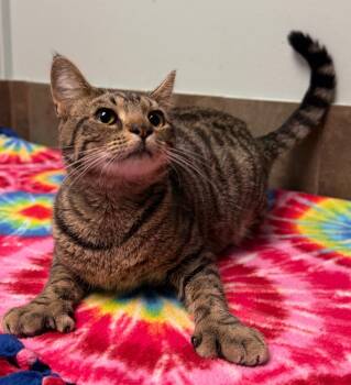 Toes -  Domestic Short Hair Cat for Adoption in Columbus, Nebraska - Toes | PetCurious
