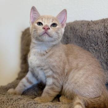 Morticia -  Domestic Short Hair Cat for Adoption in Cody, Wyoming - Morticia | PetCurious