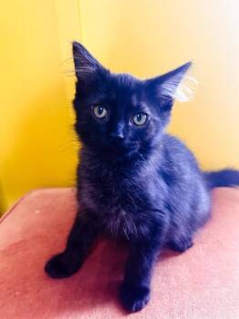 Terrance -  Domestic Medium Hair Cat for Adoption in Johnson City, Tennessee - Terrance | PetCurious