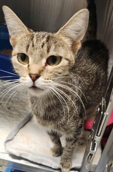 Rescue Domestic Short Hair Cats for Adoption in Republic, Missouri - Girlie Girl | PetCurious